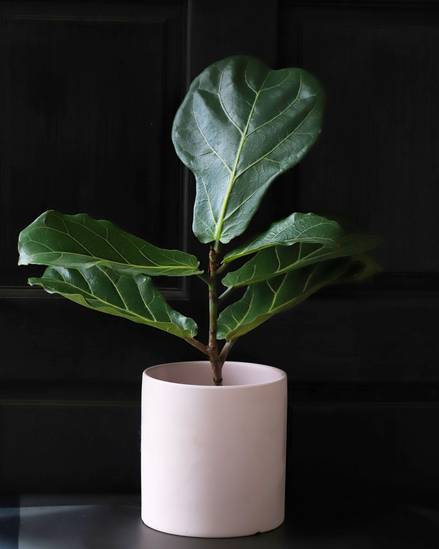 Ficus Lyrata en Macetero