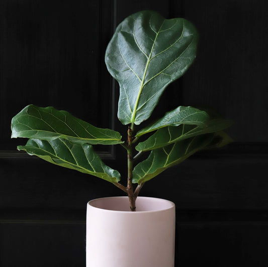 Ficus Lyrata en Macetero